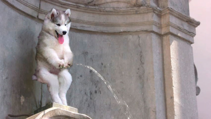 Un cachorro de husky se quedó atascado en una palmera e Internet decidió ayudar con los fotojabs