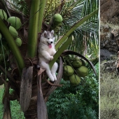 Un cachorro de husky se quedó atascado en una palmera e Internet decidió ayudar con los fotojabs