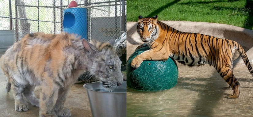 Un cachorro de tigre de circo enfermo, que pesaba cuatro veces menos que el peso prescrito, se recuperó milagrosamente