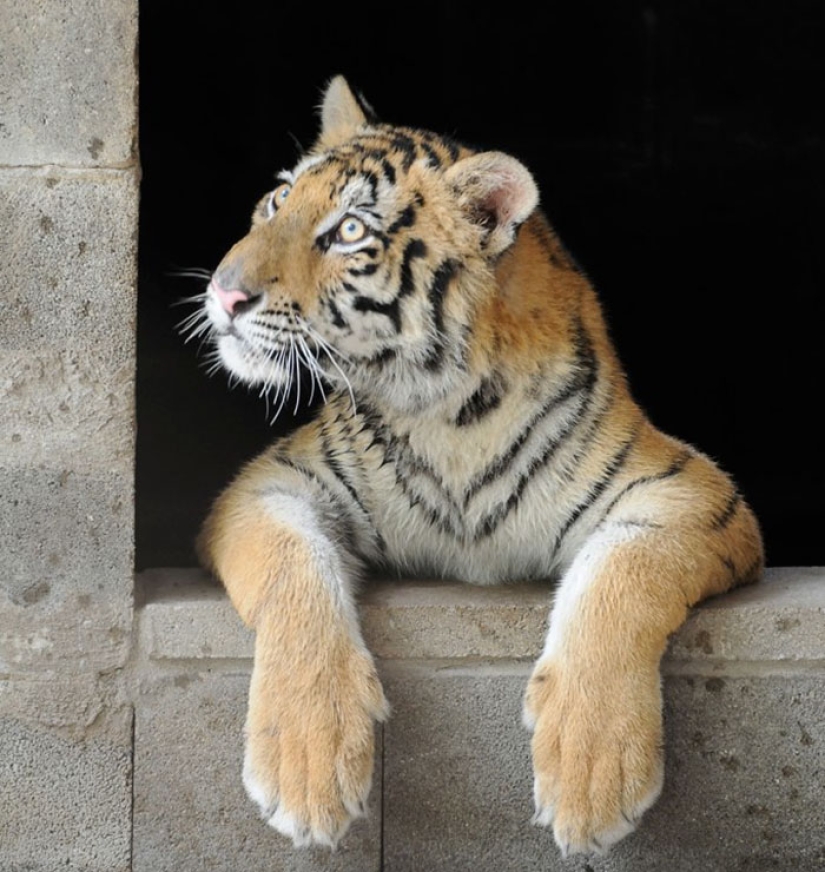 Un cachorro de tigre de circo enfermo, que pesaba cuatro veces menos que el peso prescrito, se recuperó milagrosamente