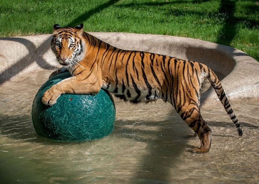 Un cachorro de tigre de circo enfermo, que pesaba cuatro veces menos que el peso prescrito, se recuperó milagrosamente