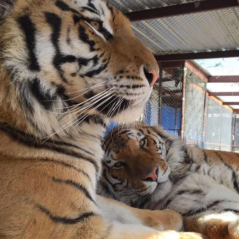 Un cachorro de tigre de circo enfermo, que pesaba cuatro veces menos que el peso prescrito, se recuperó milagrosamente