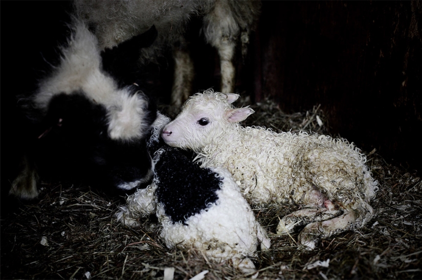 Un día en la vida de una granja de ovejas en las afueras de Islandia