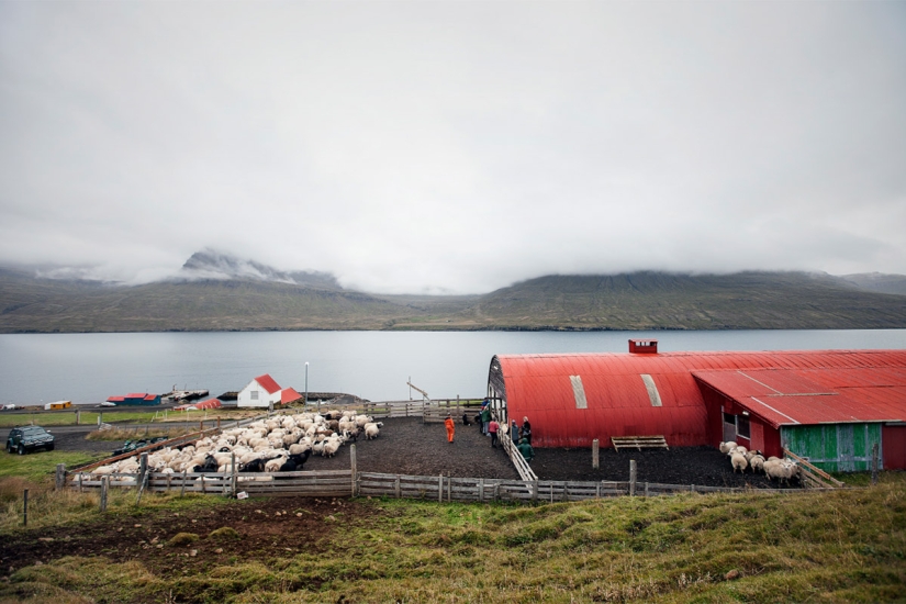 Un día en la vida de una granja de ovejas en las afueras de Islandia