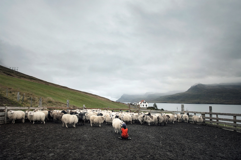 Un día en la vida de una granja de ovejas en las afueras de Islandia