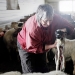 Un día en la vida de una granja de ovejas en las afueras de Islandia