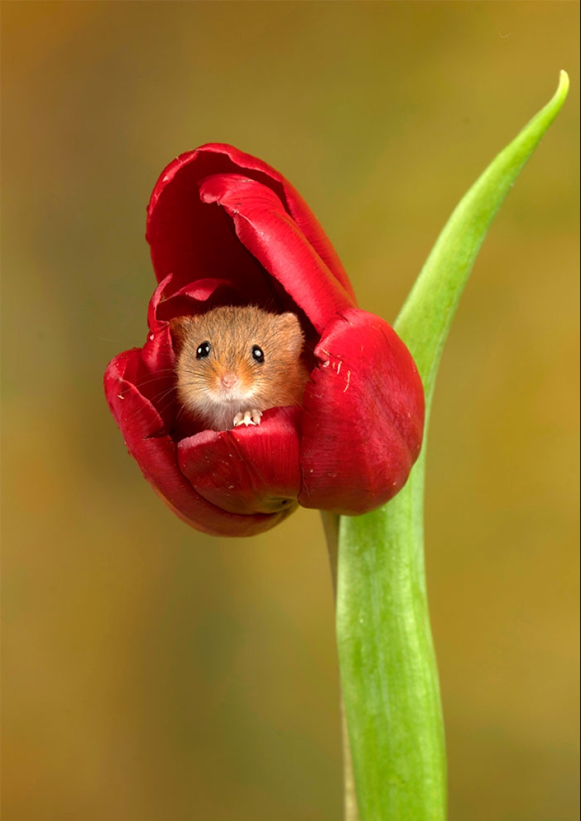 Un fotógrafo tomó una foto de ratones bebé escondidos en tulipanes, y no podemos dejar de mirarlos