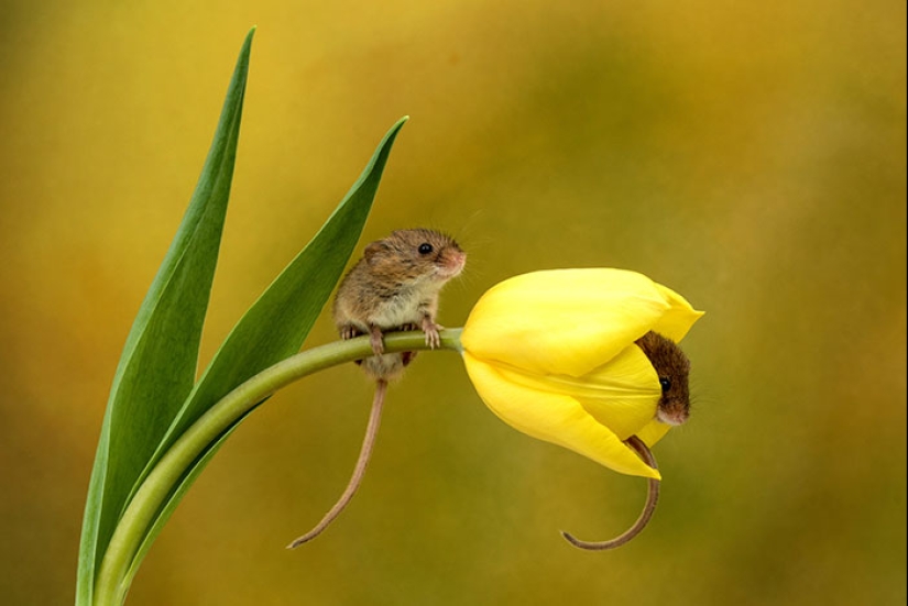Un fotógrafo tomó una foto de ratones bebé escondidos en tulipanes, y no podemos dejar de mirarlos