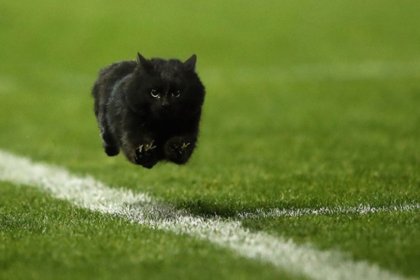 Un gato negro saltó al campo durante un partido de rugby y se convirtió en un héroe del photojab