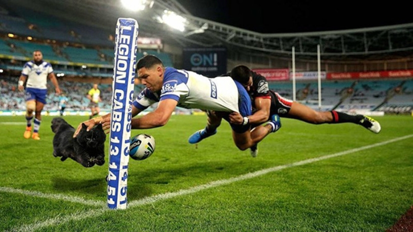 Un gato negro saltó al campo durante un partido de rugby y se convirtió en un héroe del photojab