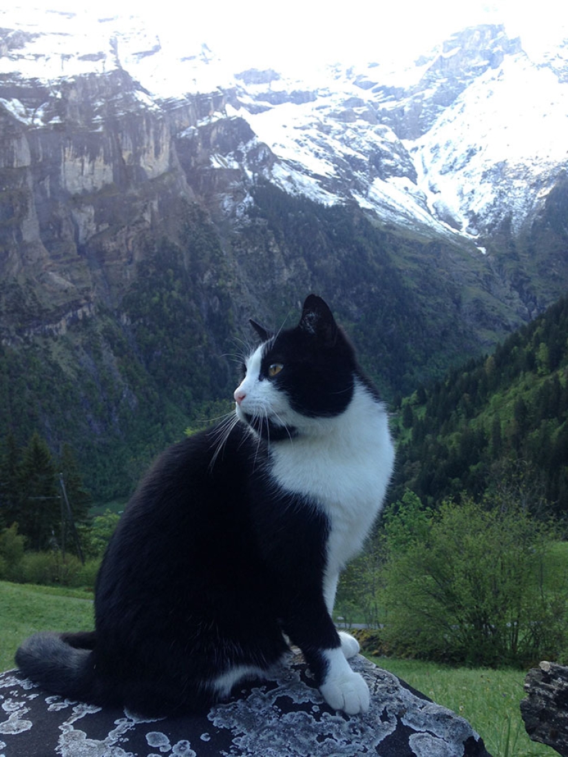 Un gato rescató a un viajero que se perdió en las montañas de Suiza