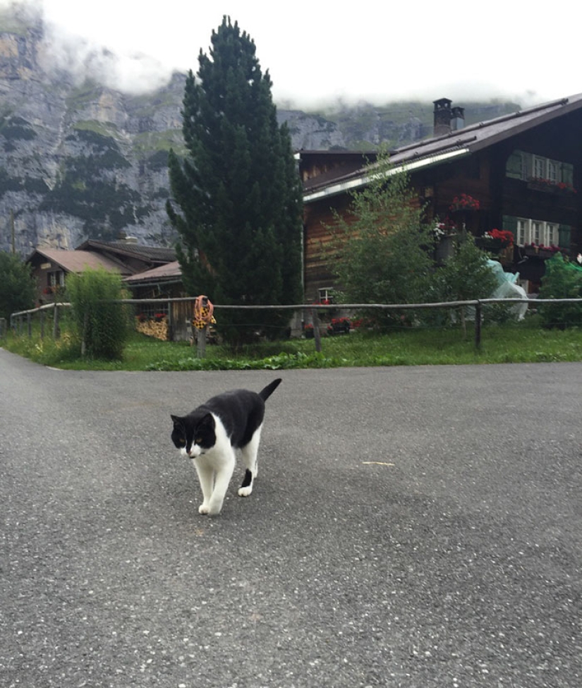 Un gato rescató a un viajero que se perdió en las montañas de Suiza