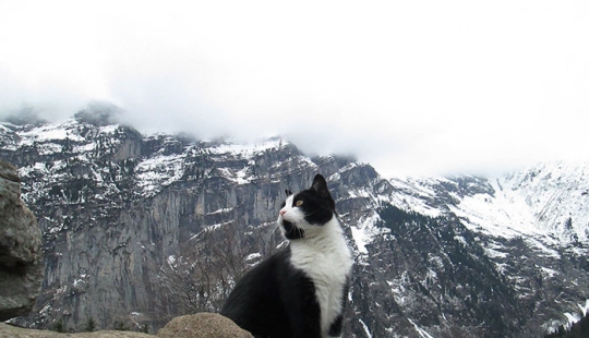 Un gato rescató a un viajero que se perdió en las montañas de Suiza Un gato rescató a un viajero que se perdió en las montañas de Suiza