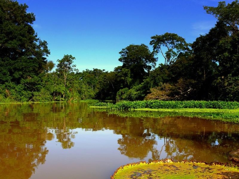 Un gran recorrido fotográfico por los bosques amazónicos.