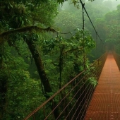 Un gran recorrido fotográfico por los bosques amazónicos.