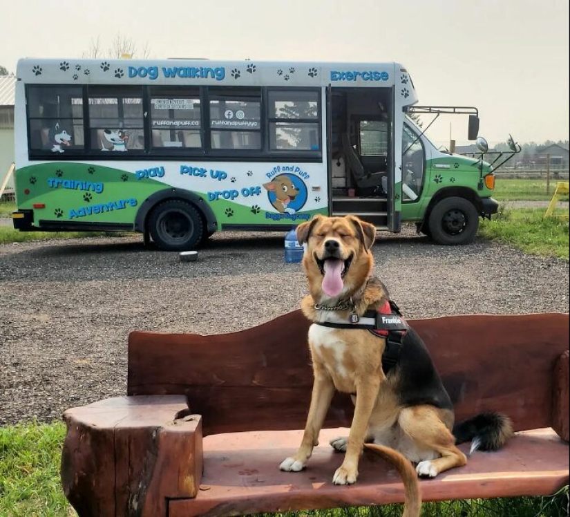 Un hombre creó un autobús escolar para perros que lleva a los cachorros a paseos diarios