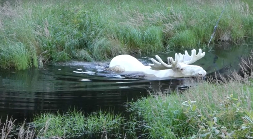 Un investigador sueco ha capturado un alce blanco extremadamente raro, que ha estado buscando durante tres años