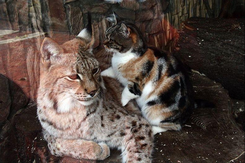 Un lince y un gato son amigos del zoológico de Leningrado.