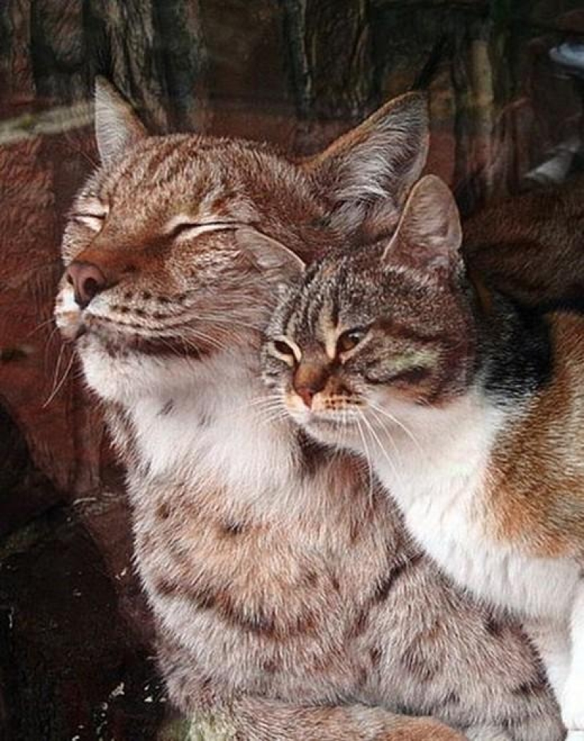 Un lince y un gato son amigos del zoológico de Leningrado.