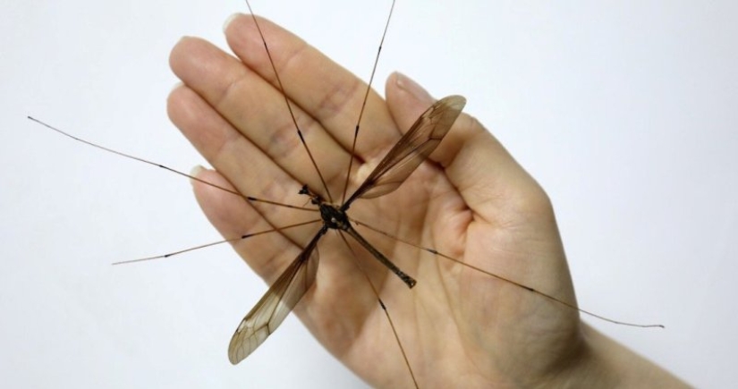 Un mosquito récord de tamaño aterrador ha sido descubierto en China