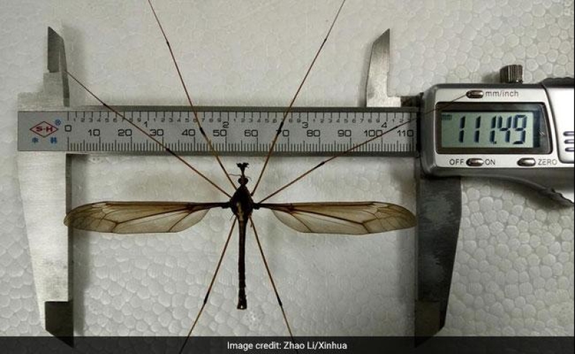 Un mosquito récord de tamaño aterrador ha sido descubierto en China