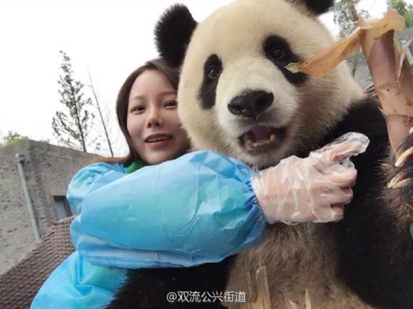 Un panda que vencerá a cualquiera en términos de selfies