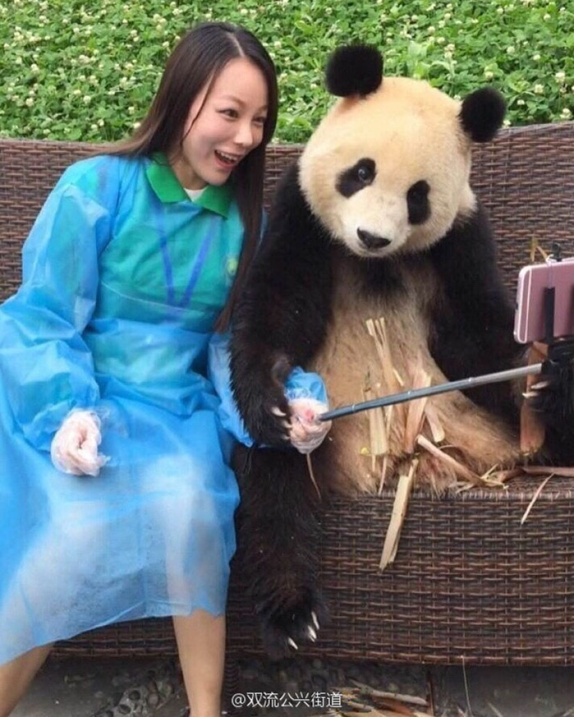 Un panda que vencerá a cualquiera en términos de selfies
