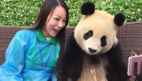 Un panda que vencerá a cualquiera en términos de selfies Un panda que vencerá a cualquiera en términos de selfies