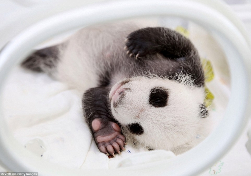 Un pequeño panda de Shanghai cumplió un mes y ya está muy activo