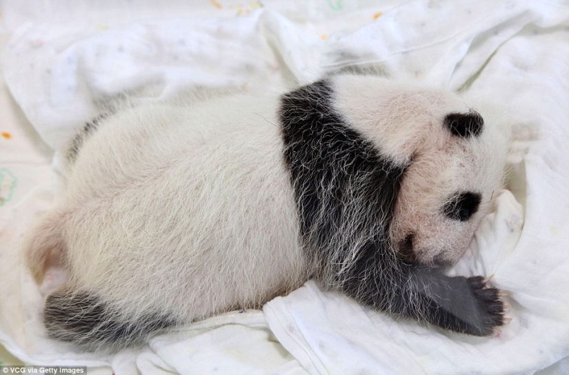 Un pequeño panda de Shanghai cumplió un mes y ya está muy activo