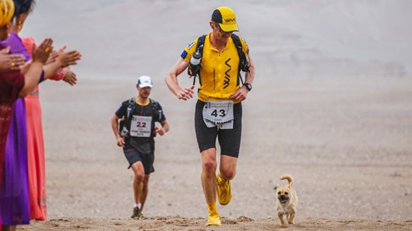 Un perro callejero corrió 40 km detrás de un atleta durante un maratón y encontró un nuevo dueño