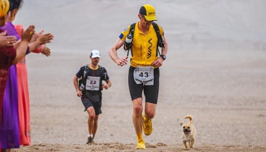 Un perro callejero corrió 40 km detrás de un atleta durante un maratón y encontró un nuevo dueño