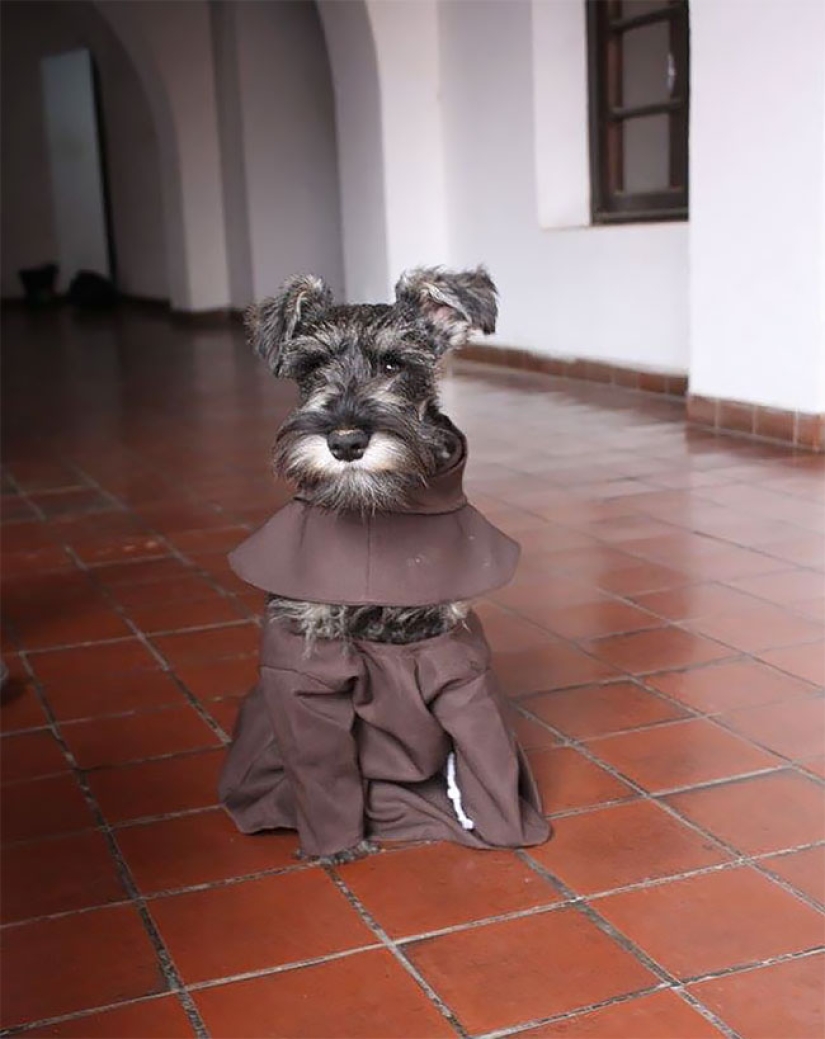 Un perro callejero se convirtió en un verdadero monje católico