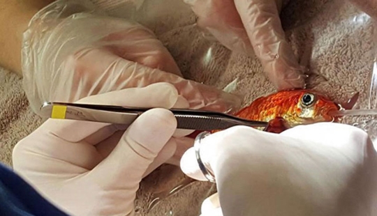 Un pez dorado de 20 años podría haber muerto de un tumor, pero tiene los mejores dueños del mundo