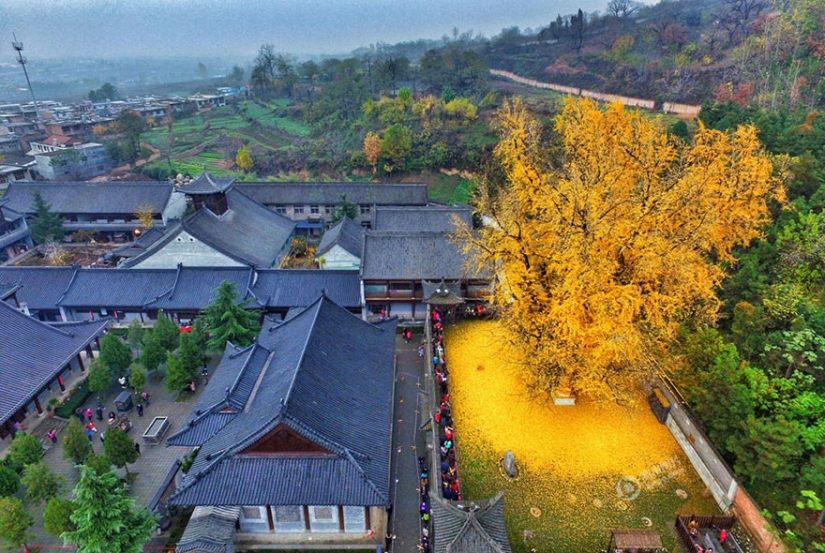 Un árbol de 1400 años inundó un templo budista con una montaña de hojas amarillas brillantes