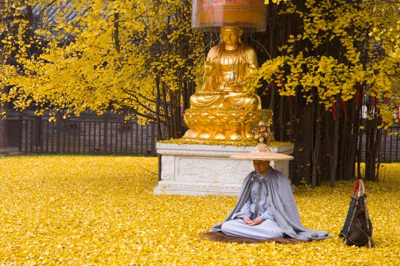 Un árbol de 1400 años inundó un templo budista con una montaña de hojas amarillas brillantes