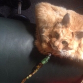 Un taxidermista de Nueva Zelanda provocó un escándalo al subastar un bolso hecho con un gato