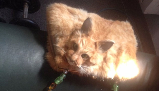 Un taxidermista de Nueva Zelanda provocó un escándalo al subastar un bolso hecho con un gato