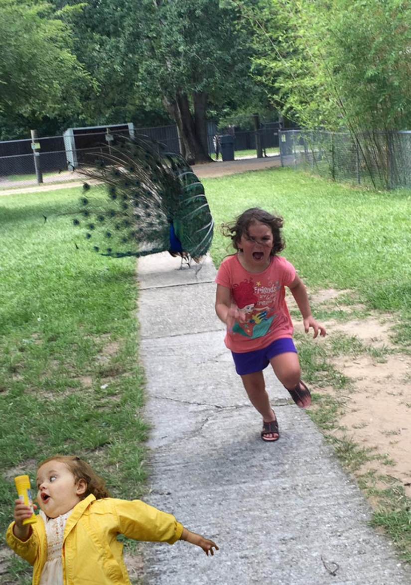 Un viaje fallido al zoológico dio lugar a un meme con una niña que le quitaba los pies a un pavo real