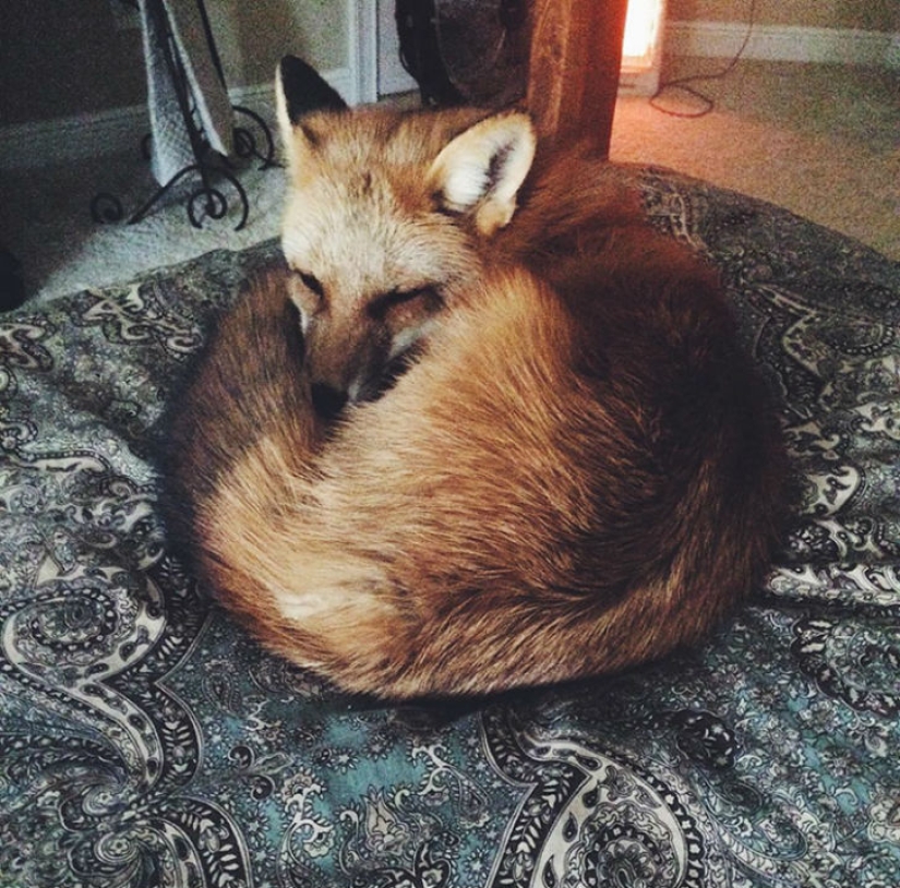 Un zorro al que le encanta cazar un ratón invisible en una sábana.