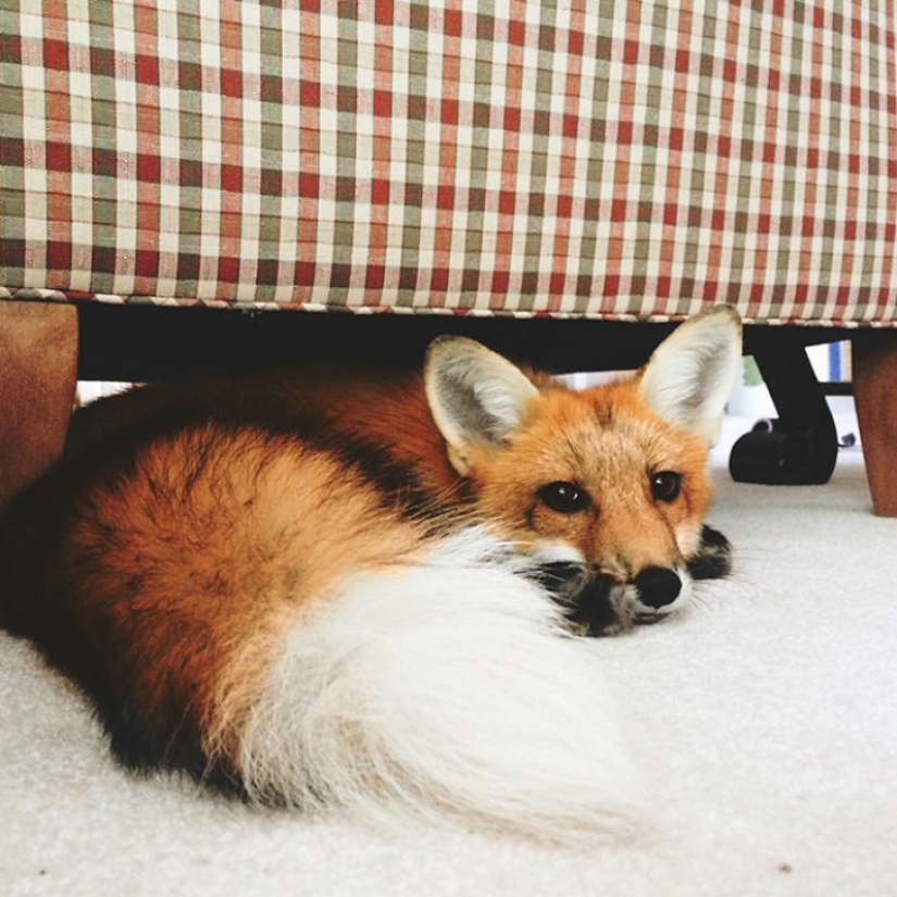 Un zorro al que le encanta cazar un ratón invisible en una sábana.