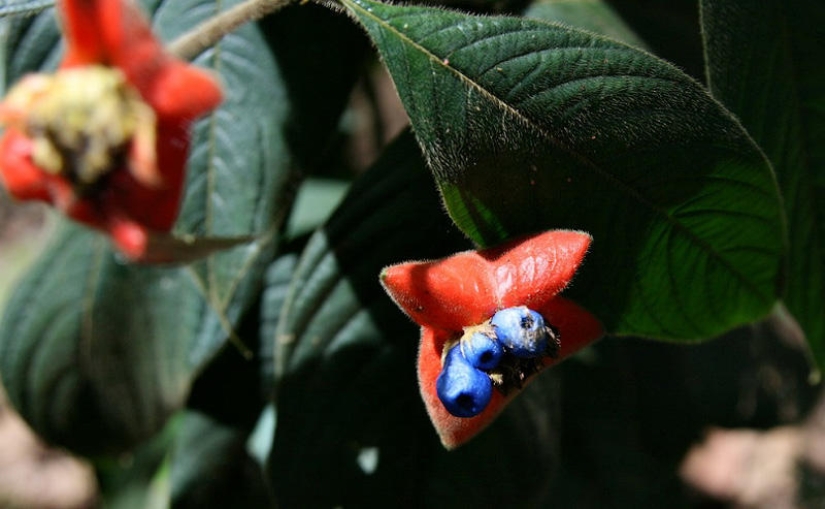 Una broma de la naturaleza — una increíble flor de "Labios de puta"