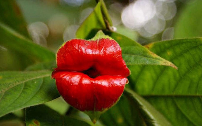 Una broma de la naturaleza — una increíble flor de "Labios de puta"