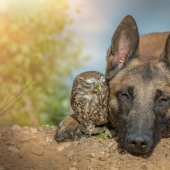 Una dulce amistad entre un perro y un búho