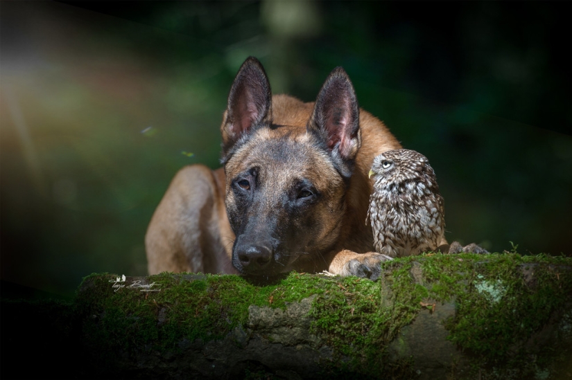 Una dulce amistad entre un perro y un búho