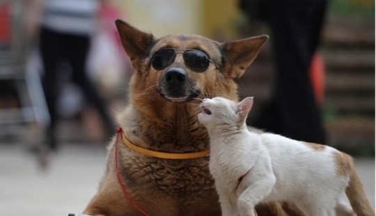 Una extraña pareja en la calle: un perro y un gato juntos