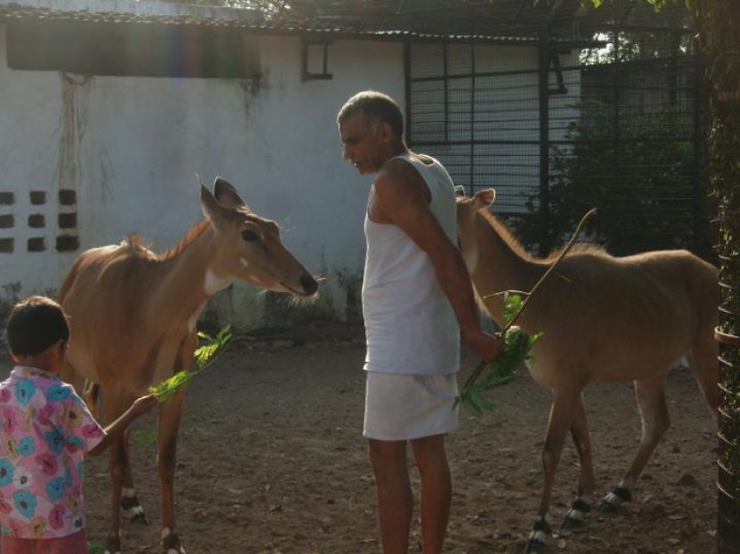 Una familia india ha acogido a cientos de animales salvajes huérfanos, convirtiendo su hogar en una reserva natural