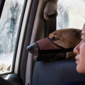 Una historia conmovedora sobre una niña que salva perros callejeros