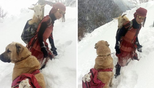 Una niña de 11 años con un perro rescató a una cabra y su cachorro en las montañas