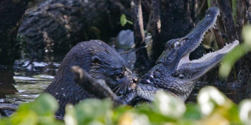 Una nutria atacó a un caimán